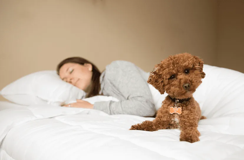 Pillowtex Premium Polyester Pillow | Firm
